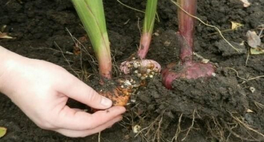 Když potřebujete vykopat cibulky mečíků, podmínky a pravidla skladování, příprava na zimu